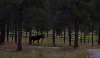 Young bull moose at Lodge